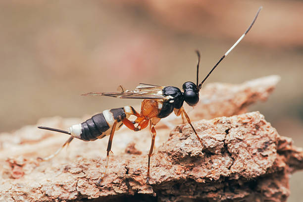 istock Black and white ichneumon wasp exploring bark in nature 2227810079