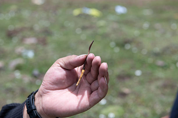 istock Cordyceps picked by Tibetans in Tibet 2227811006