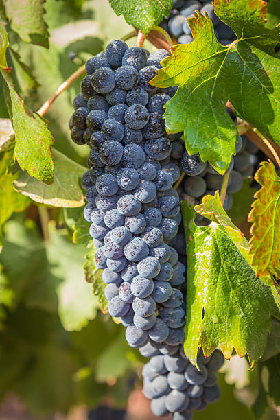 istock Green vineyard and blue sky in Israel 2227813654