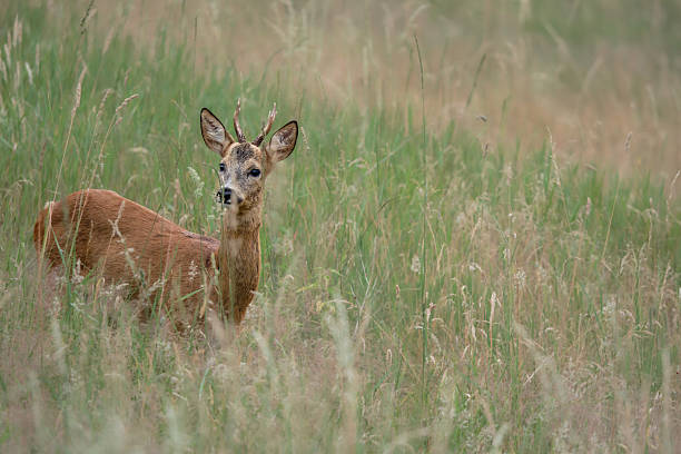 istock Roe deer buck in tall summer grass 2227814292