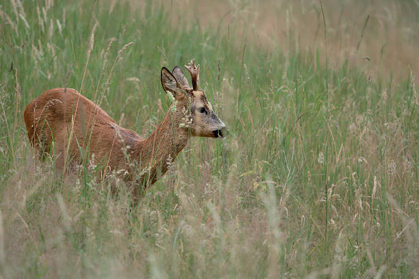 istock Roe deer buck walking through grassy meadow 2227814297