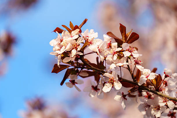 istock Cherry blossom in sunlight before sundown under blue sky 2227814650