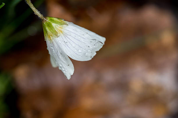 Anemone nemorosa in forest, anomone wildflower in spring copy space, denmark, vindum skov europe