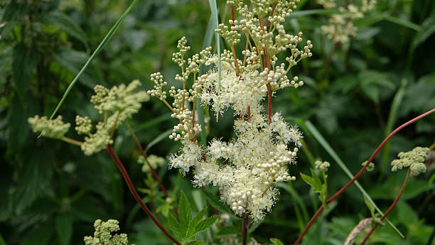 Close-up shot of the Meadowsweet or mead wort (Filipendula ulmaria) flowering with delicate, graceful, creamy-white flowers clustered close together in irregularly-branched cymes in a meadow