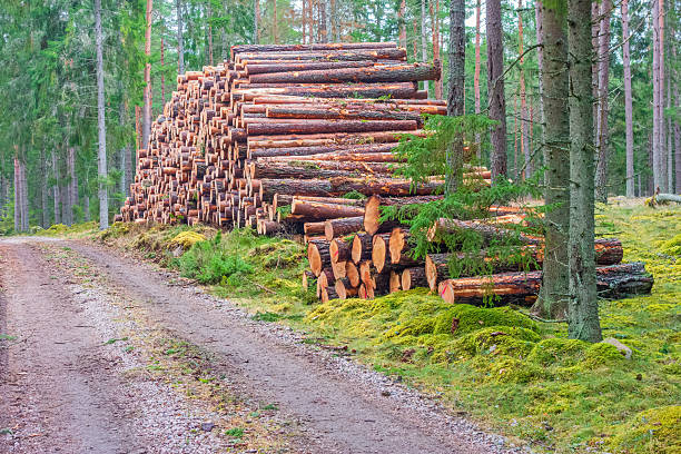 istock Stacked timber logs at the roadside at a logging road in a forest 2227815006