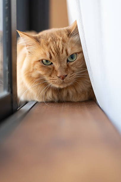 istock Cute cat relaxing by the window 2227817166