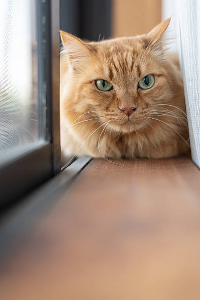 istock Cute cat relaxing by the window 2227817178
