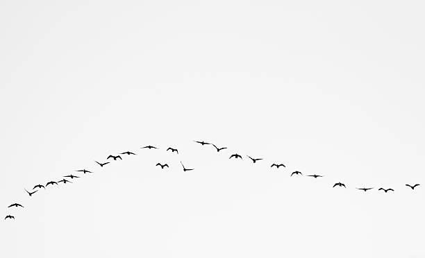 istock Birds cranes storks flying in a V shape  formation. Isolated on white bright sky. 2227817345