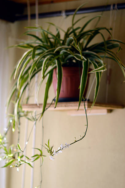 Chlorophytum comosum plant in bloom