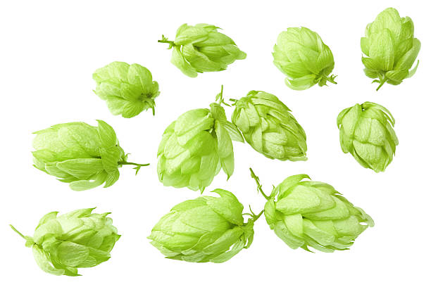 istock Hop cones isolated on white background. Beer brewery concept. clipping path 2227817634