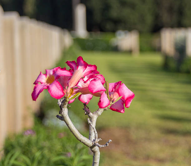 istock pink flower in an old war cemetery 2227818384