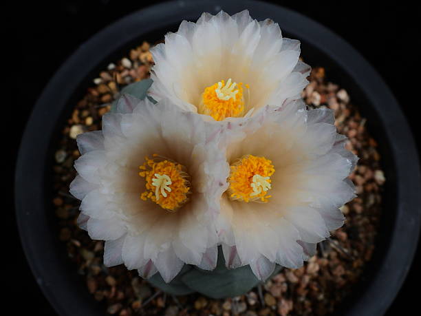 istock Ferocactus latispinus Cheonhwang cultivar with triple blooming flowers in Korea 2227818991