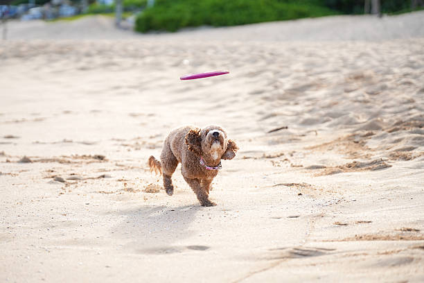 istock Labradoodle plays fetch with Pink frisbee 2227819602