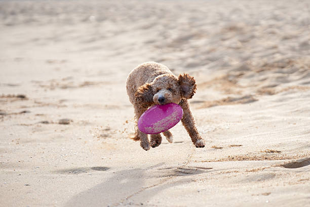 istock Labradoodle plays fetch with Pink frisbee 2227819629