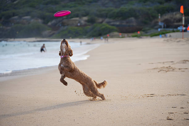 Labradoodle playing fetch and catching frisbee at Sandy Beach Park in Honolulu, Hawaii on the island of Oahu. Happy healthy dog running and leaping with ears flying, tongue out—capturing dynamic motion, canine agility, and pure joy in a sunlit coastal scene.