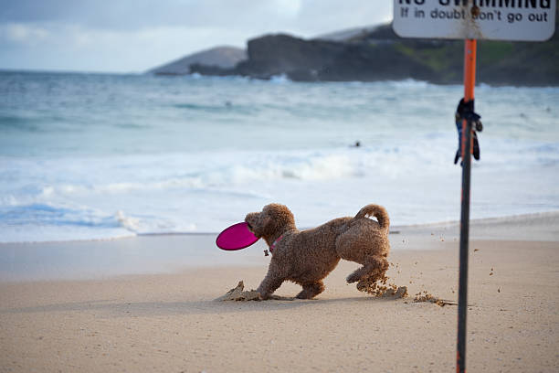 Labradoodle playing fetch and catching frisbee at Sandy Beach Park in Honolulu, Hawaii on the island of Oahu. Happy healthy dog running and leaping with ears flying, tongue out—capturing dynamic motion, canine agility, and pure joy in a sunlit coastal scene.