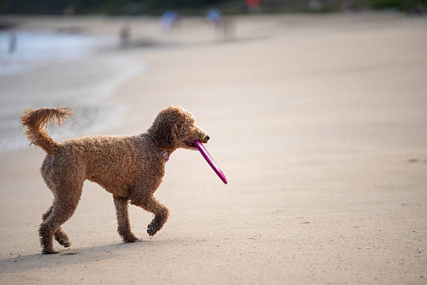 Labradoodle playing fetch and catching frisbee at Sandy Beach Park in Honolulu, Hawaii on the island of Oahu. Happy healthy dog running and leaping with ears flying, tongue out—capturing dynamic motion, canine agility, and pure joy in a sunlit coastal scene.