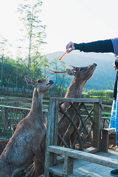 istock Ranca upas is a breeding place for deer 2227820531