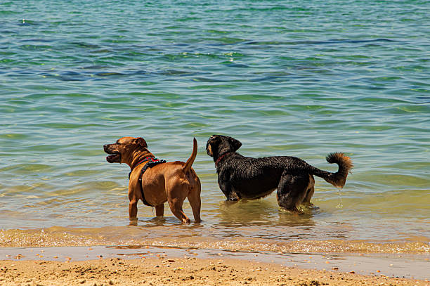 istock Out to Sea 2227820633