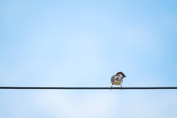 a sparrow birds stay on a electronic wire in blue sky