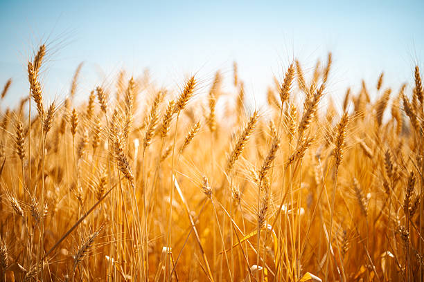 Golden wheat ears