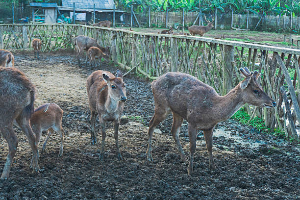istock Ranca upas is a breeding place for deer 2227822477