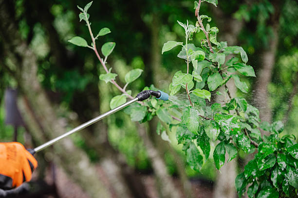 istock Preparing a solution to protect plants from insects and diseases and spraying 2227823945