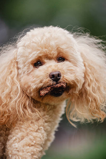 istock Cheerful cute toy poodle apricot 2227823987