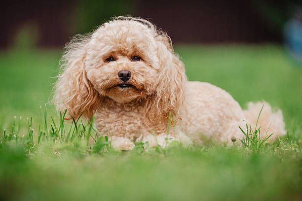 istock Cheerful cute toy poodle apricot 2227823994