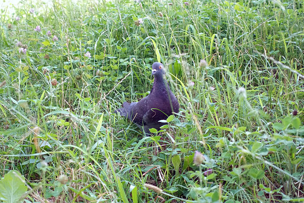 istock Pigeons in the grass 2227824093
