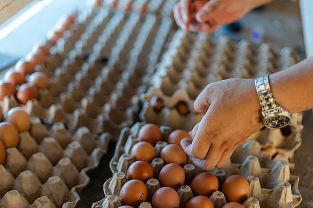 istock Farm worker weighing and sorting fresh eggs for quality control at a poultry farm. 2227824793