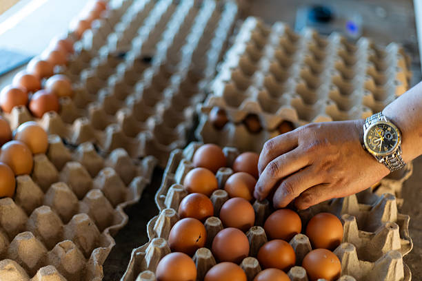 istock Farm worker weighing and sorting fresh eggs for quality control at a poultry farm. 2227824806
