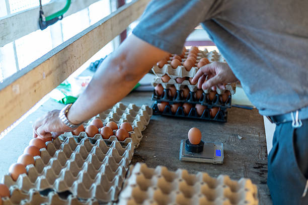 istock Farm worker weighing and sorting fresh eggs for quality control at a poultry farm. 2227824834