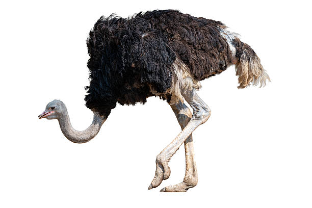istock Ostrich walking with lowered neck and powerful legs on clean white background. 2227825019