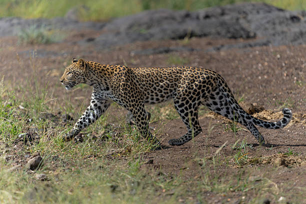 istock Leopard hunting in Mashatu Game Reserve 2227826434