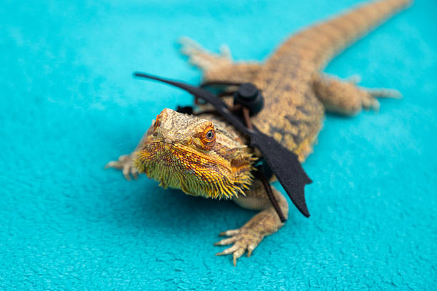 istock Agama in a winged dragon harness 2227827958