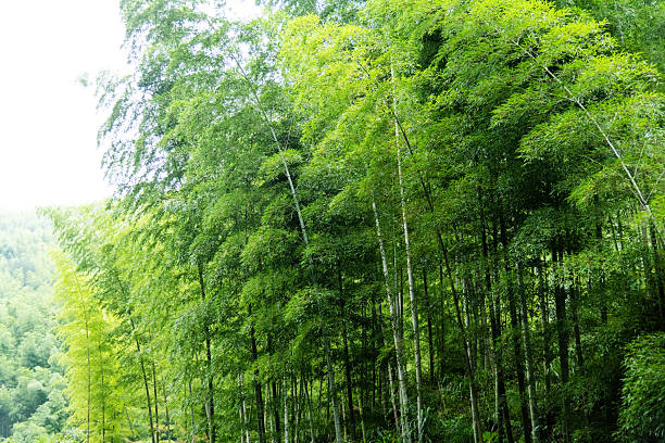 Background of green bamboo forest