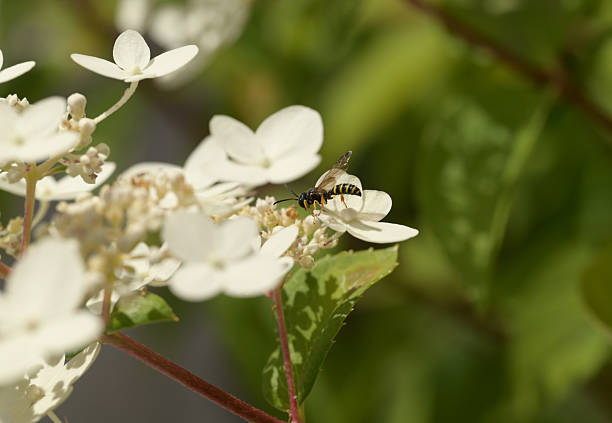 Summer day: single side view of a Digger Wasp (Cerceris arenaria) on a White Hortensia flower.