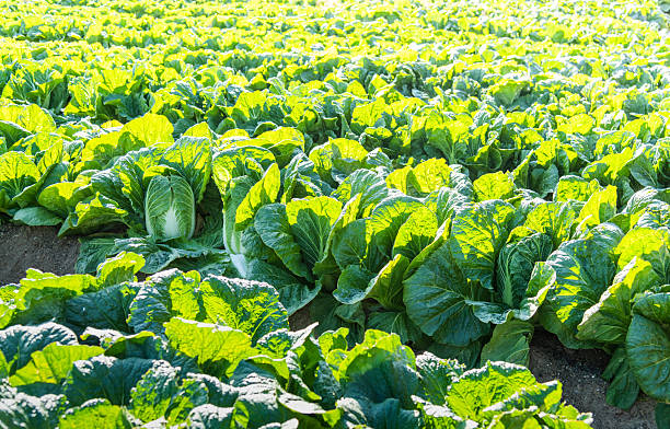 Chinese cabbage crops growing in a field