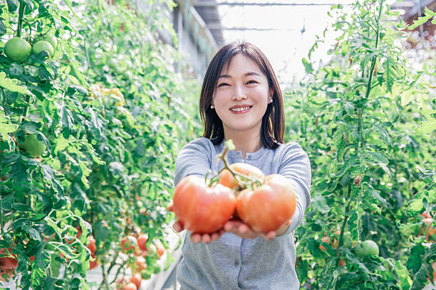 istock Woman picks tomatoes in a greenhouse 2227830215