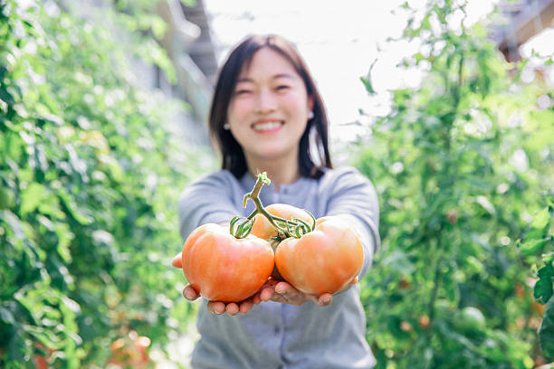 istock Woman picks tomatoes in a greenhouse 2227830218