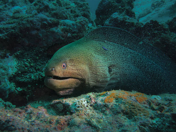 istock Giant moray eel resting in a coral reef crevice 2227831238