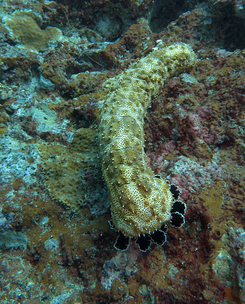 istock Sea cucumber crawling over a coral reef 2227831304