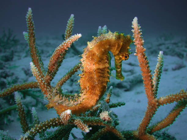 istock Close up image of a spiny seahorse 2227831309