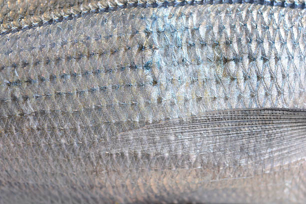 istock Silver-scaled saddled seabream detail 2227831491