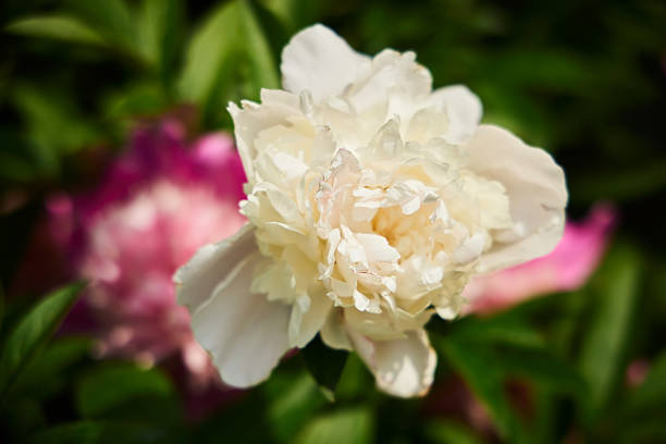 A blooming peony flower in a flower bed with a park