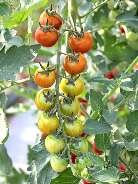 istock Greenhouse cultivation of cherry tomatoes 2227833645