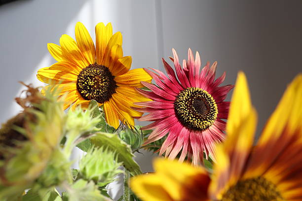 A bouquet of yellow and red sunflowers in a green glass vase stands on a surface in direct sunlight near a white wall.