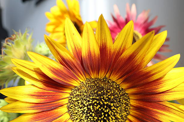 Abstract Vibrant color Sunflower heaven background