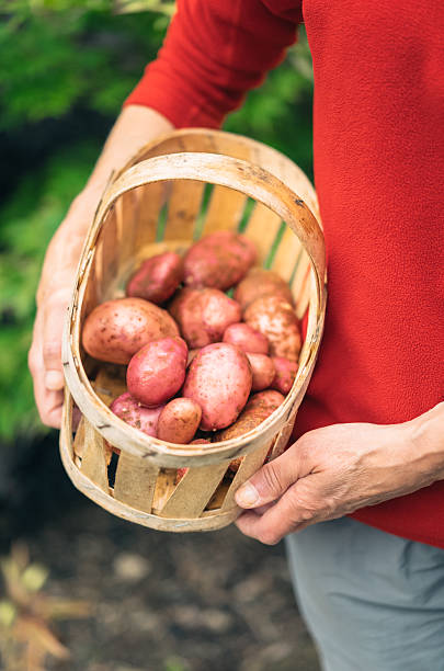 Fresh various vegetables on a wooden table background, cooking and food preparation, representing a healthy lifestyle and a wellbeing, a city life and home cooking, with a space for a copy, ideal for various product placement and advertising